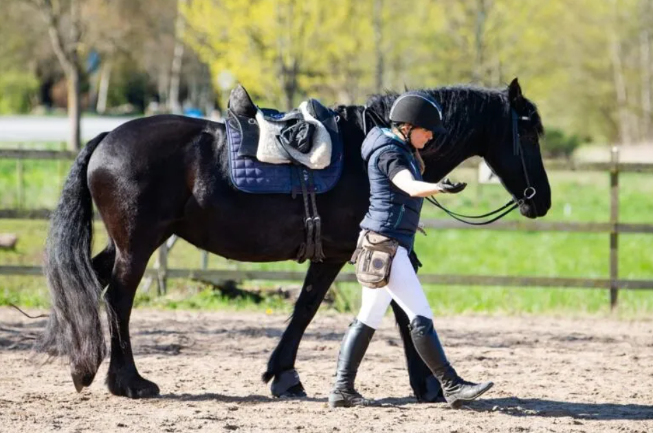 En hest går på en en ridebane sammen med sin rytter.