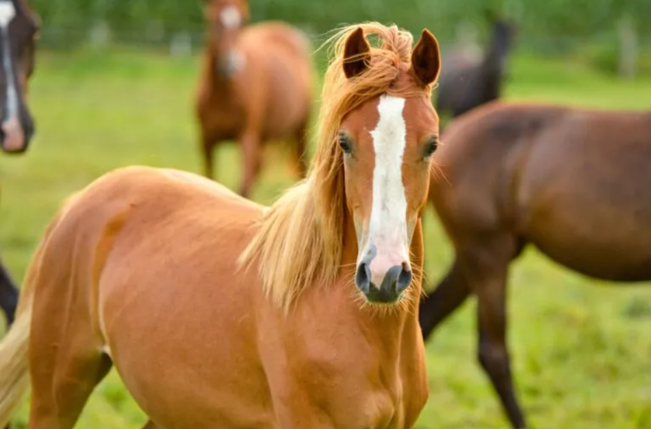 En rød hest på marken med sin flok