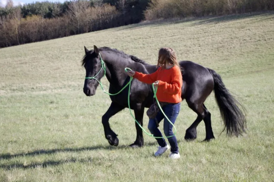 En hest og en rytter går på en græsmark. Sammen træner de libertytræning.