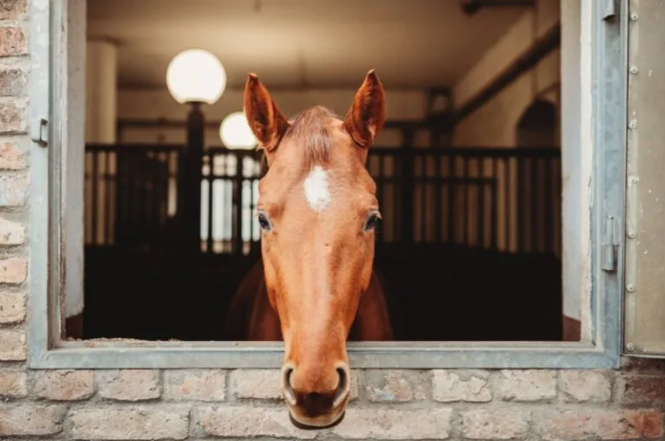 En rød hest står med hovedet ud ad vinduet fra stalden.