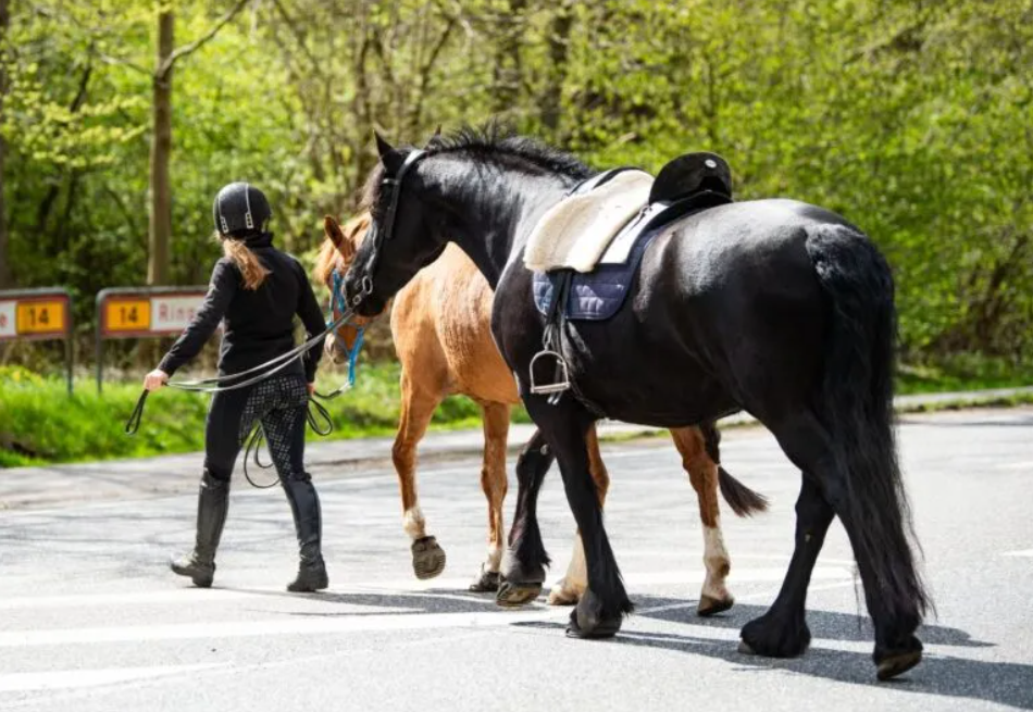 En rytter går på ridebanen med en sort og en rød hest