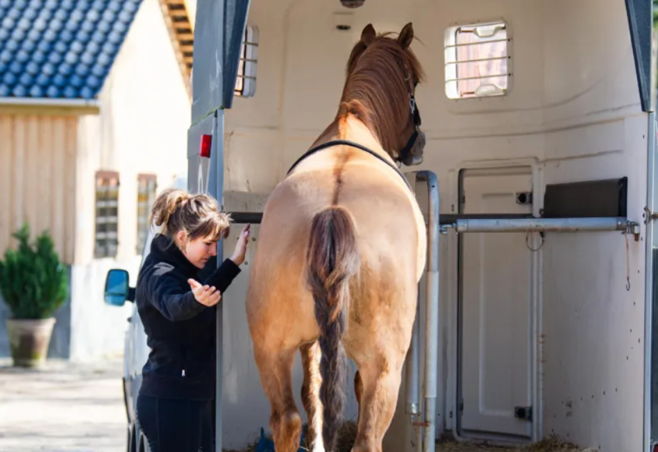 En rytter ved siden af en rød hest. De er sammen i gang med at træne hesten i at gå ind i en hestetrailer.