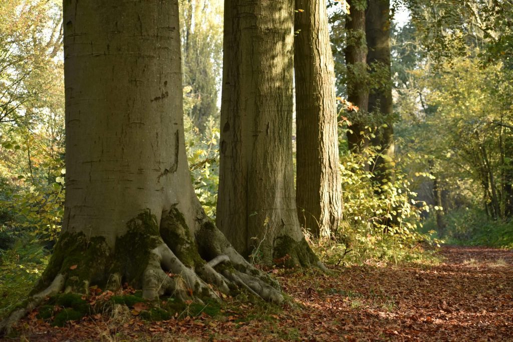 jongeren kinderen training psychotherapie, Home