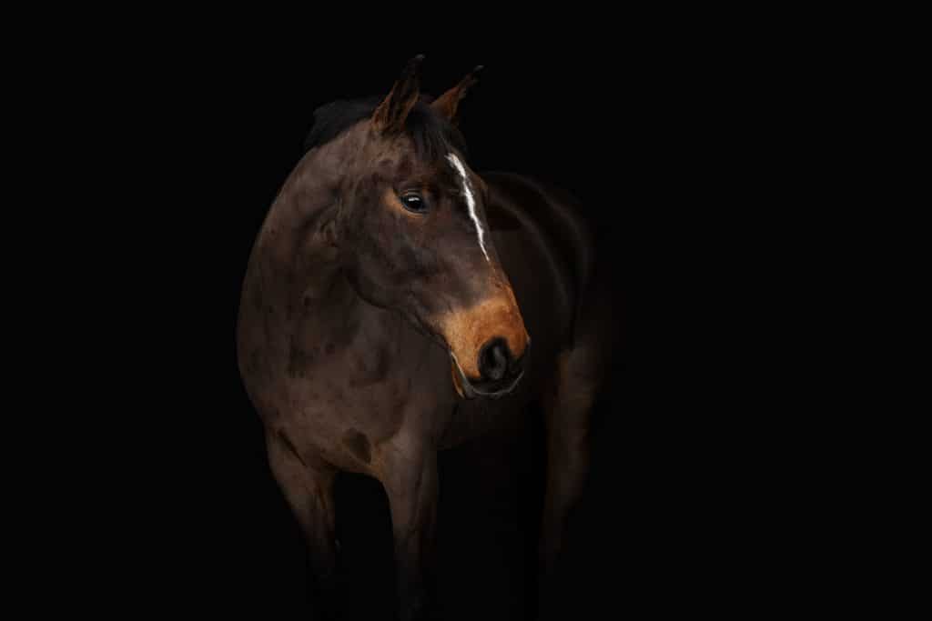 Mustataustainen studiokuva ruunikosta hevosesta