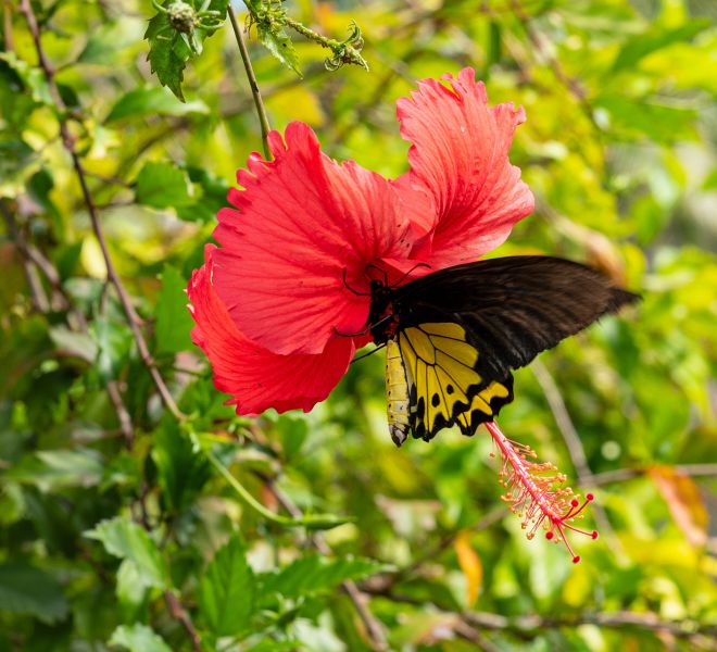 Schmetterling in Thailand