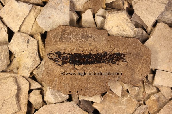 Osteolepis panderi buy fossil fish