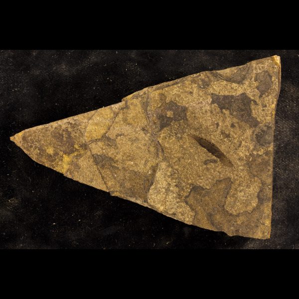 ancient fossil fish birkenia elegans distance