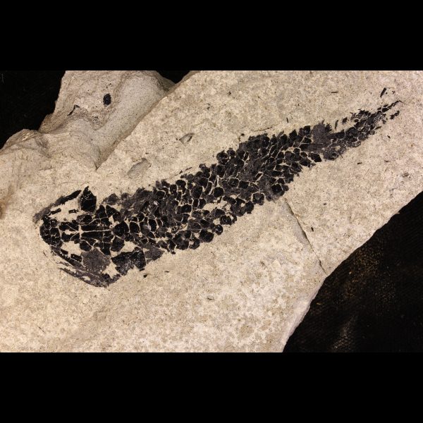 fossil fish osteolepis panderi devonian tetrapodomorpha 3