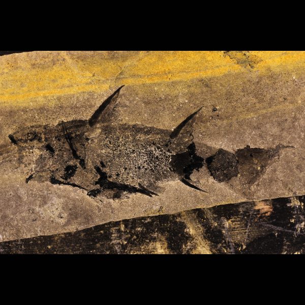 Acanthodian fossil Diplacanthus spiny shark