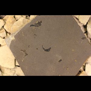 acanthodian mesacanthus pusillus devonian fossil