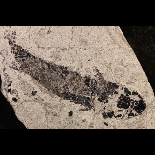 Osteolepis panderi fossil fish devonian tetrapodomorpha 2