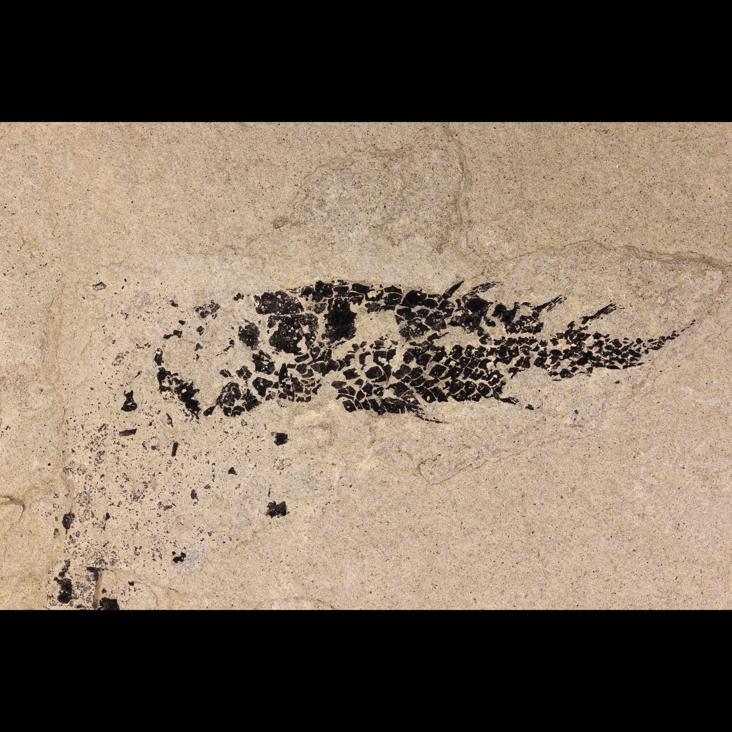 Osteolepis panderi fossil fish devonian tetrapodomorpha