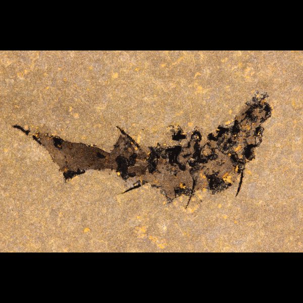 fossil fish mesacanthus pusillus devonian shark acanthodian