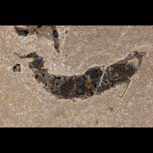 mesacanthus pusillus devonian fossil fish acanthodian