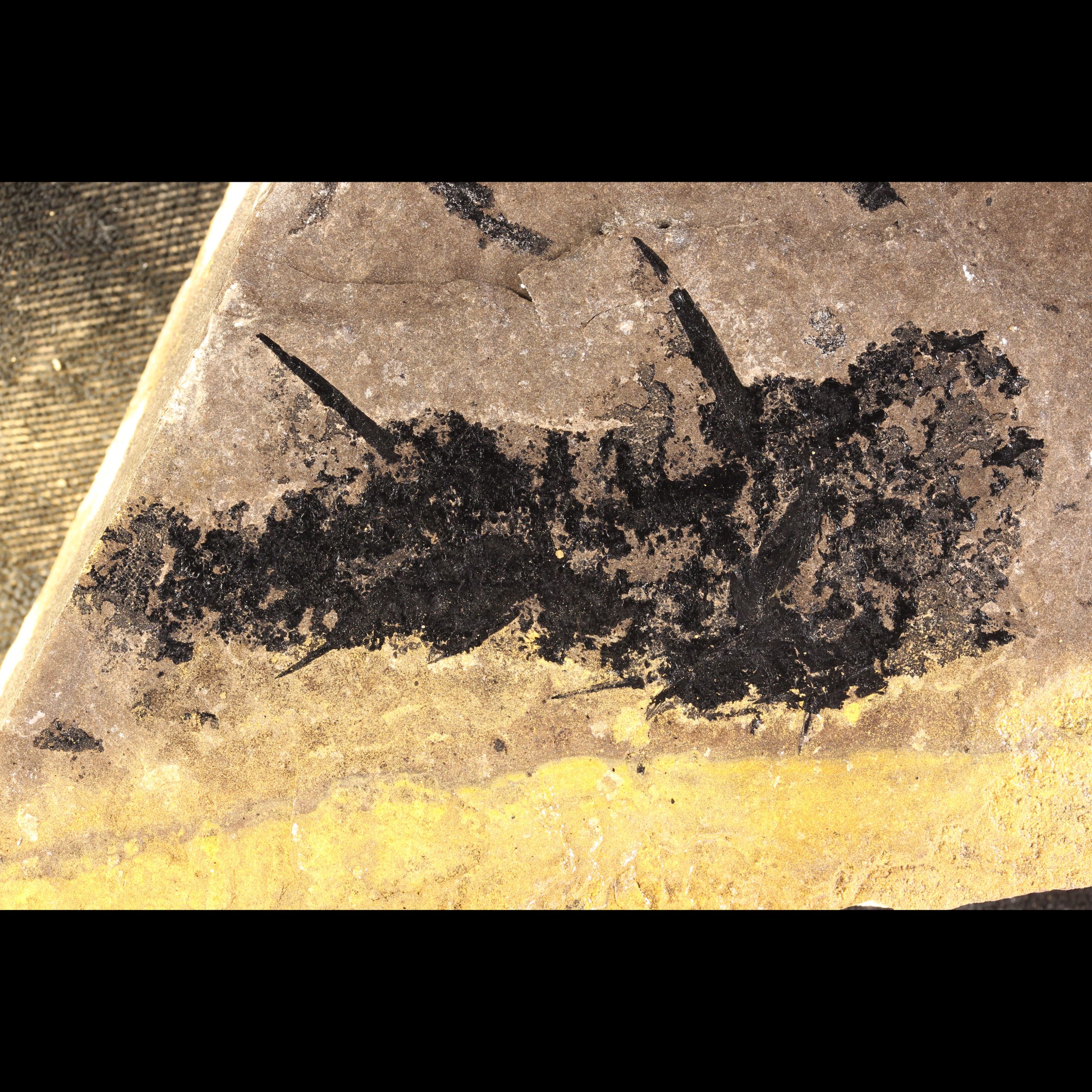 devonian fossil fish diplacanthus crassismus acanthodian