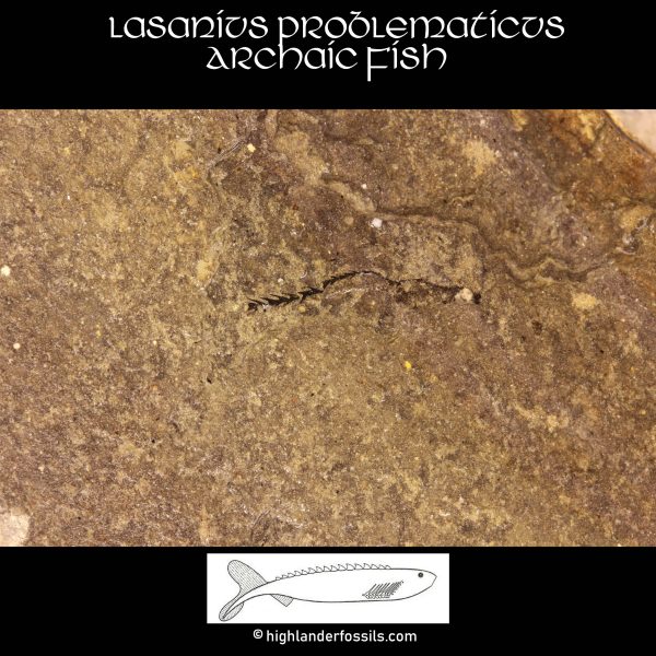 Silurian Anaspid fossil