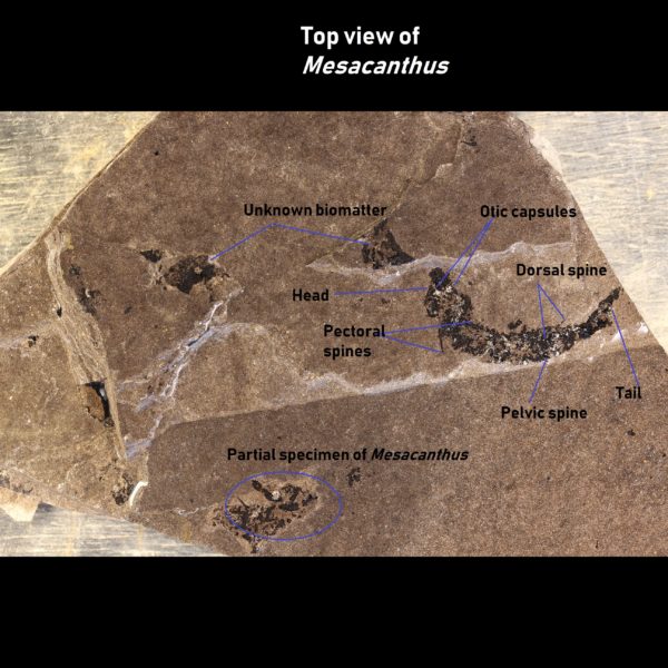 shark fossil mesacanthus pusillus