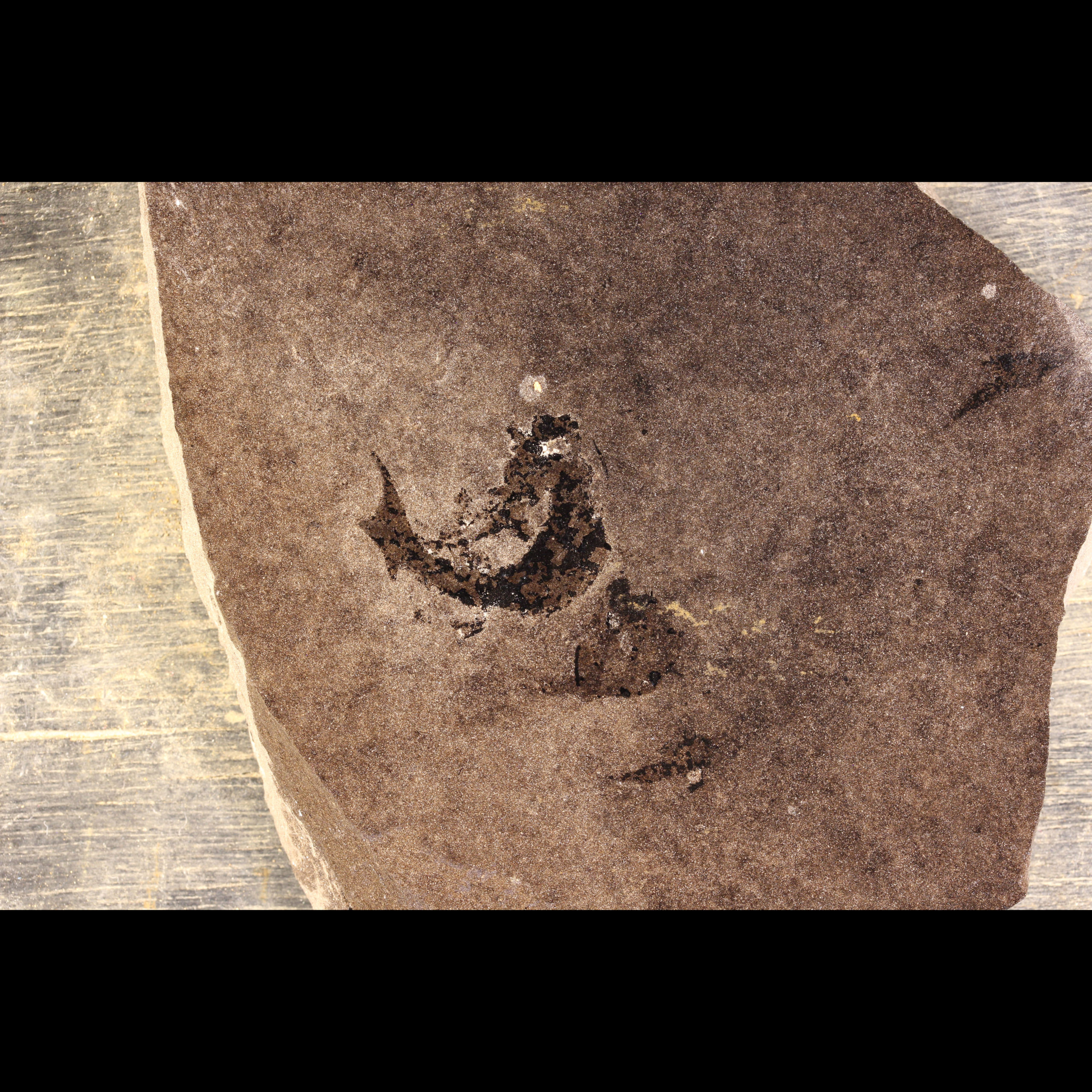 shark fossil mesacanthus pusillus