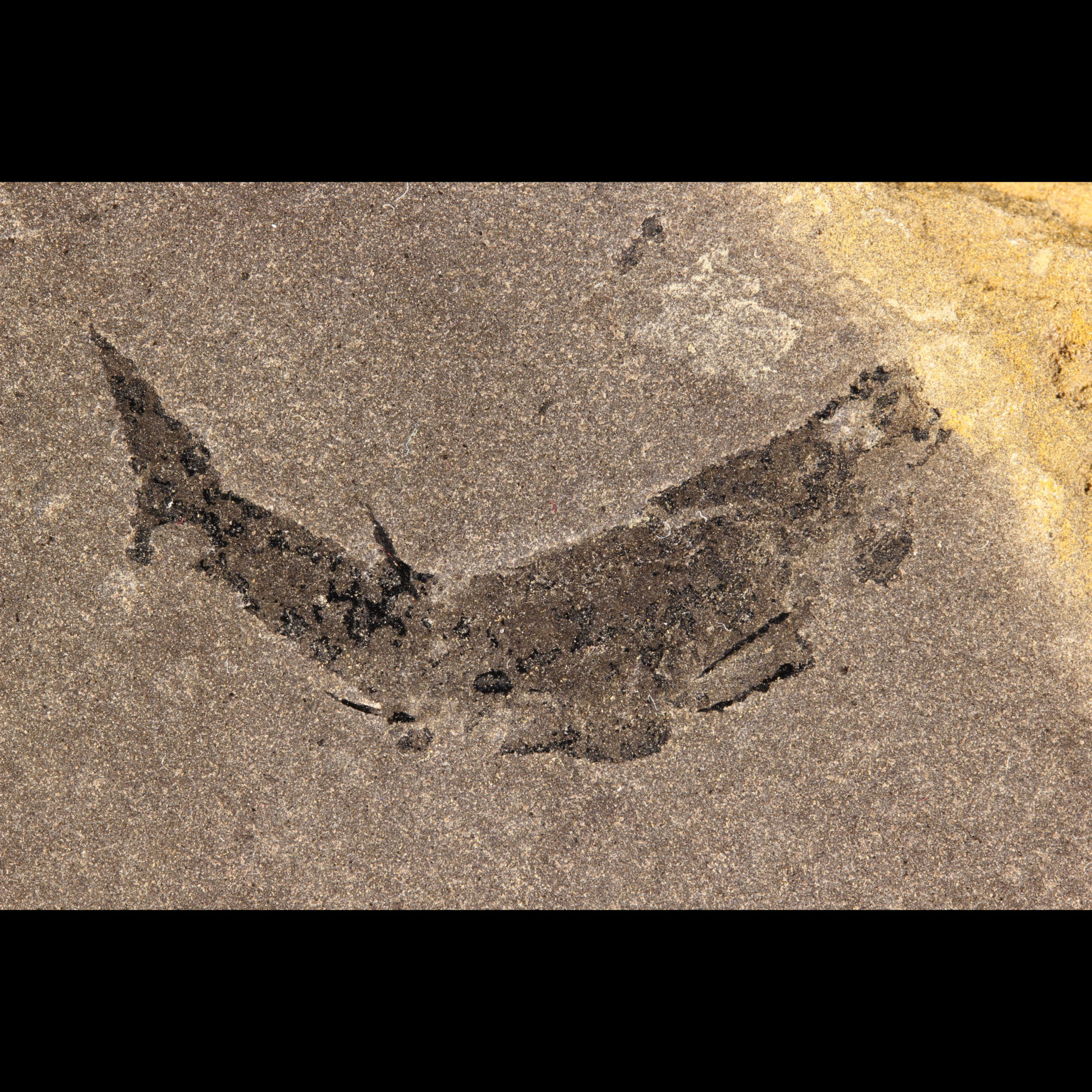 Buy fossil shark mesacanthus pusillus spiny shark