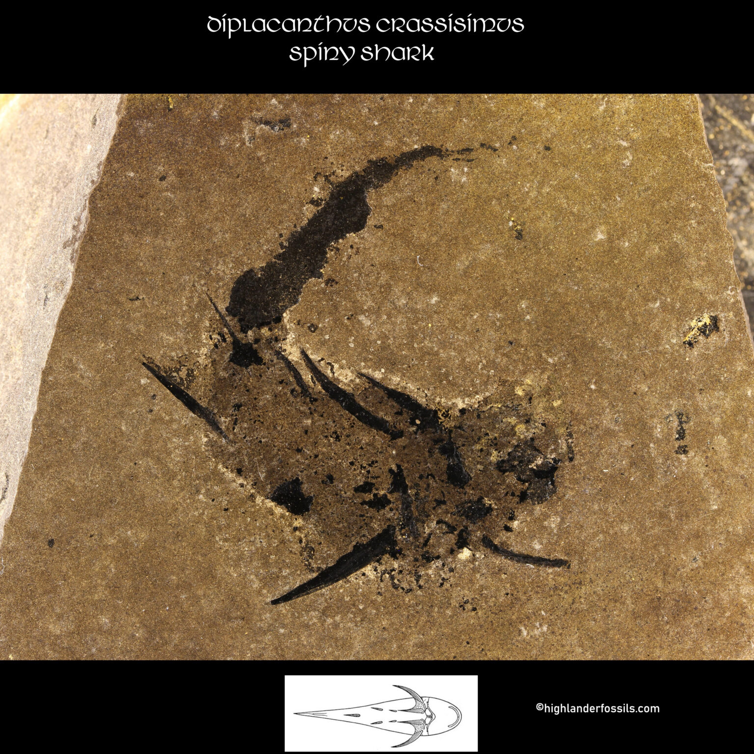 Acanthodian-devonian-diplacanthus-spiny-shark
