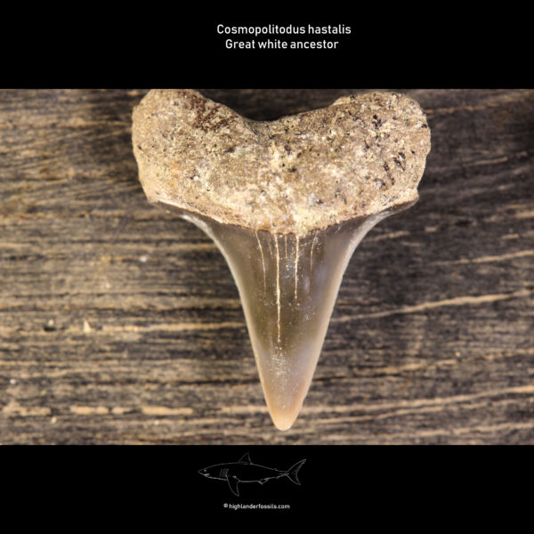 Belgian Isurus hastalis shark teeth