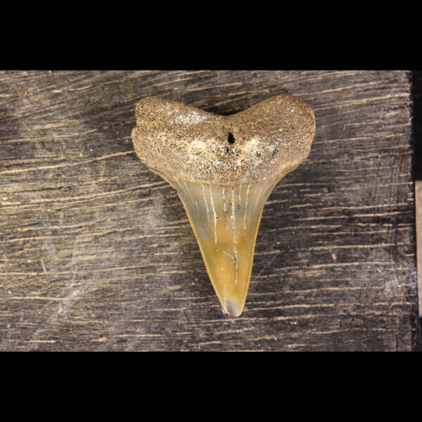 Belgian shark teeth hastalis