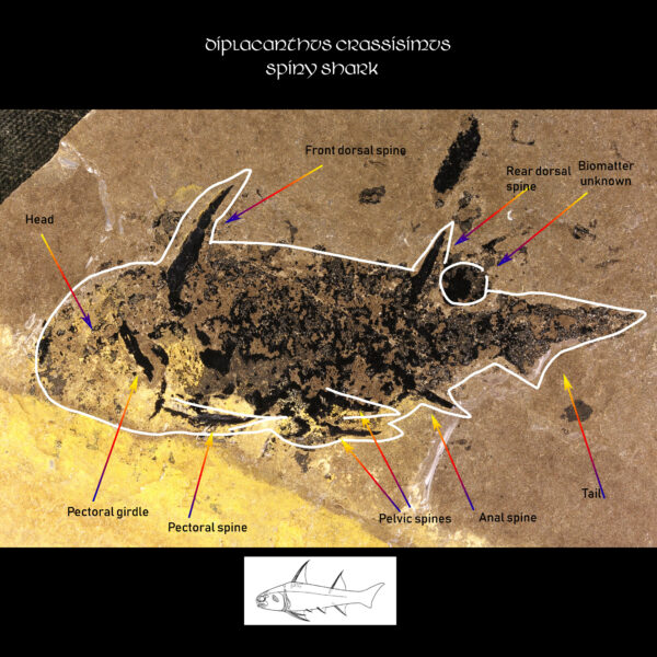 Buy Diplacanthus crassisimus fossil shark