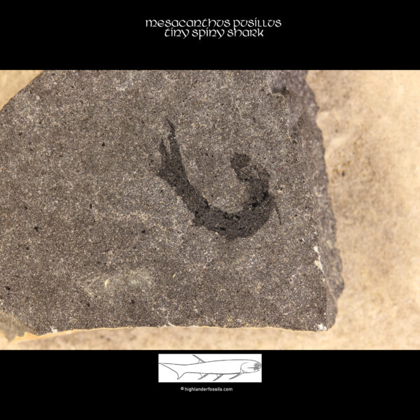 Devonian sharks for sale mesacanthus pusillus fossil