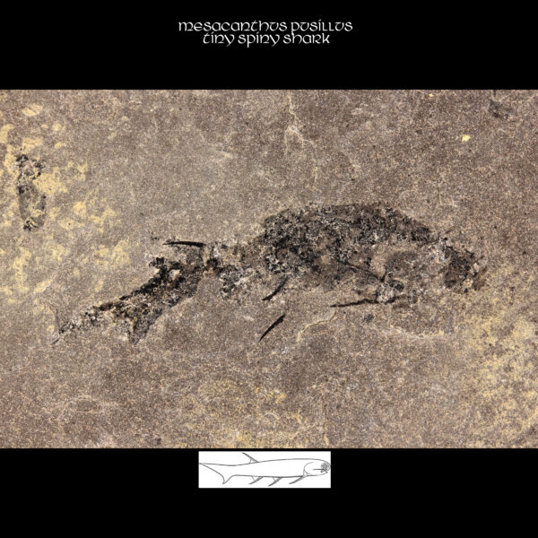 Devonian sharks mesacanthus pusillus fossil