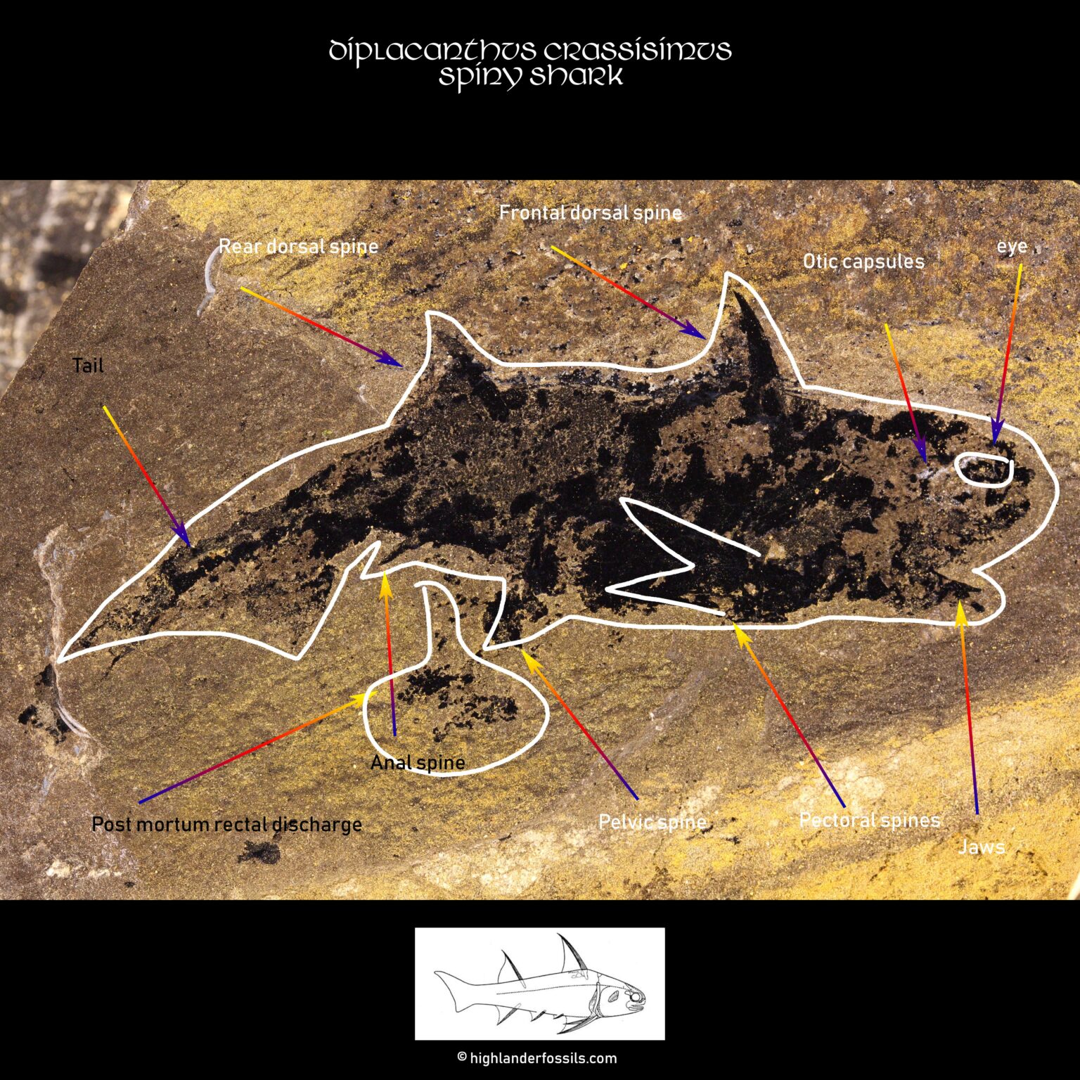 Diplacanthus Fossil Shark