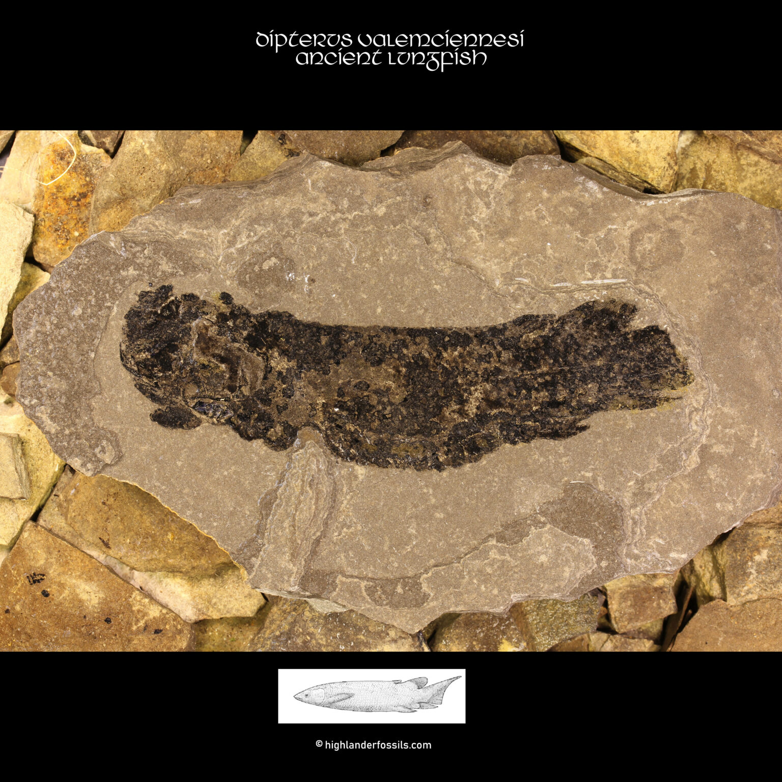 Fossil-fish-Dipterus-valenciennesi-Ancient-Lungfish
