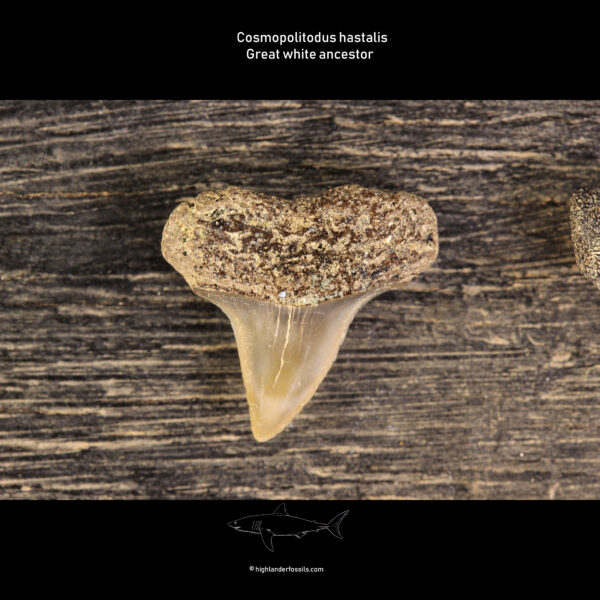 Isurus hastalis shark teeth