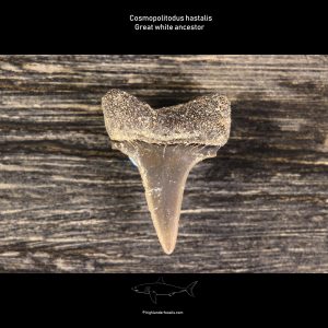 Isurus hastalis shark tooth