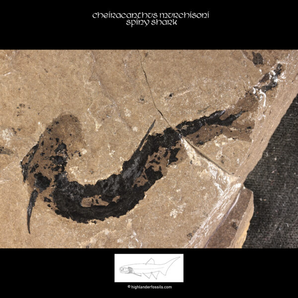 Middle-devonian-shark-Cheiracanthus-murchisoni 1