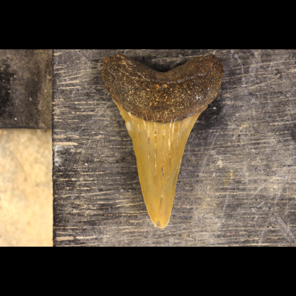 Shark teeth hastalis