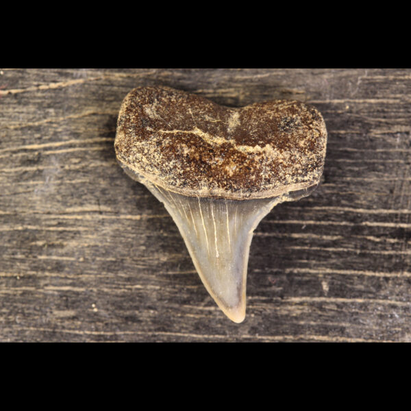 Belgian shark tooth hastalis Great White Carcharodon carcharias