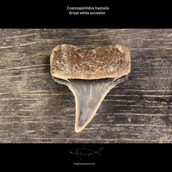 belgian shark tooth hastalis