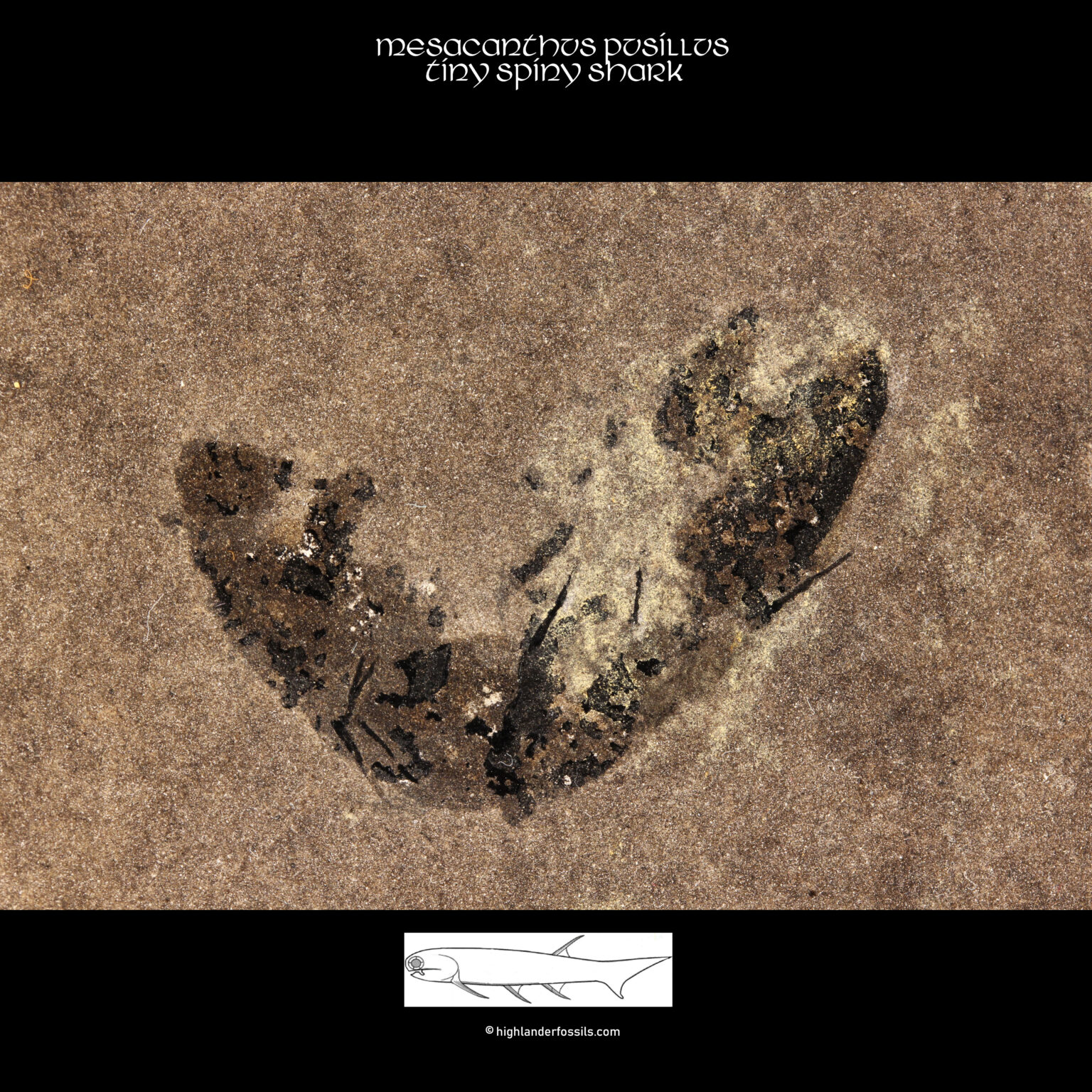 complete shark fossil mesacanthus pusillus