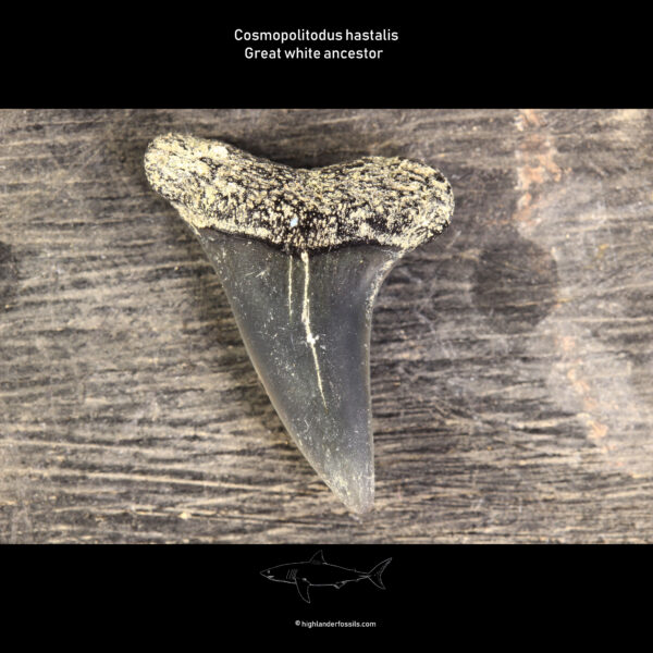 cosmopolitodus hastalis shark teeth