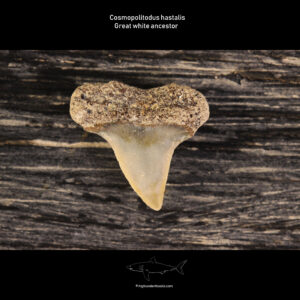 cosmopolitodus hastalis shark tooth