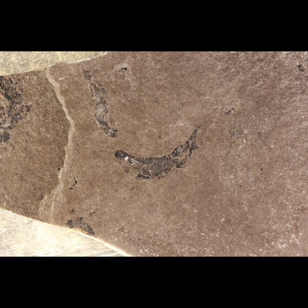 scottish fossil shark devonian mesacanthus pusillus