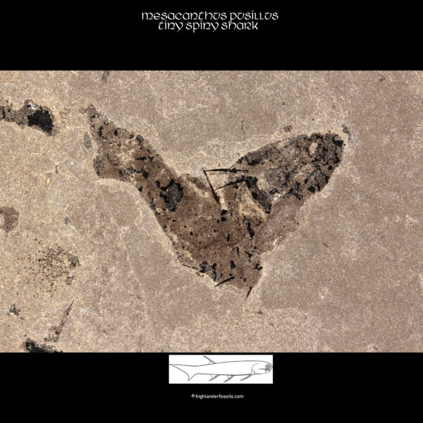 for sale mesacanthus pusillus fossil