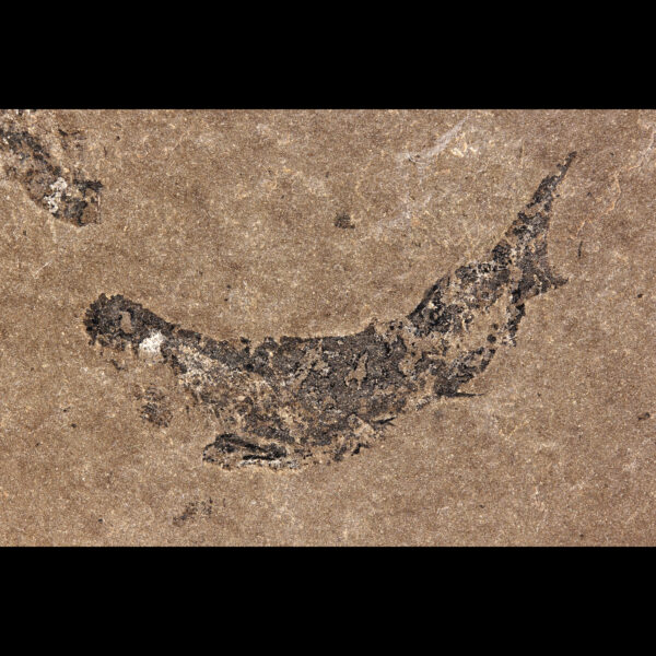 scottish fossil shark devonian mesacanthus pusillus