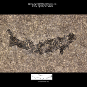 fossiler Schottischer Hai Mesacanthus pusillus fossil