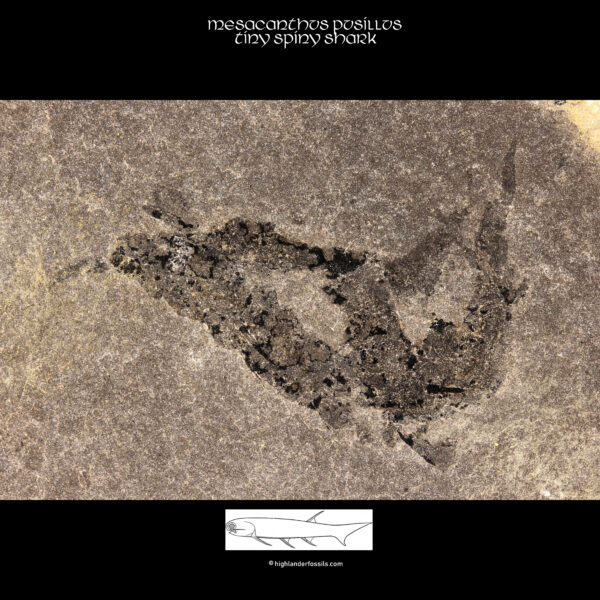 fossilized shark mesacanthus pusillus