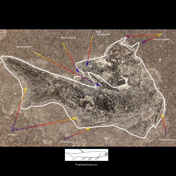 intact shark fossil mesacanthus pusillus 2