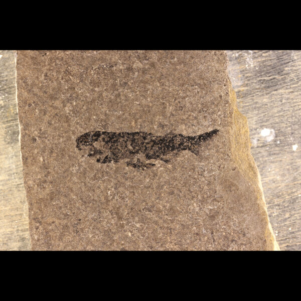 scottish fossil shark devonian mesacanthus pusillus