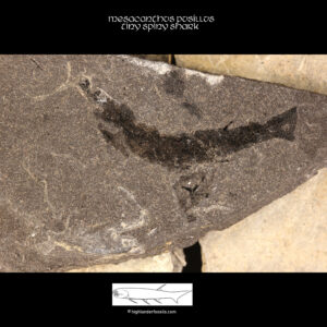 mesacanthus pusillus fossil shark for sale
