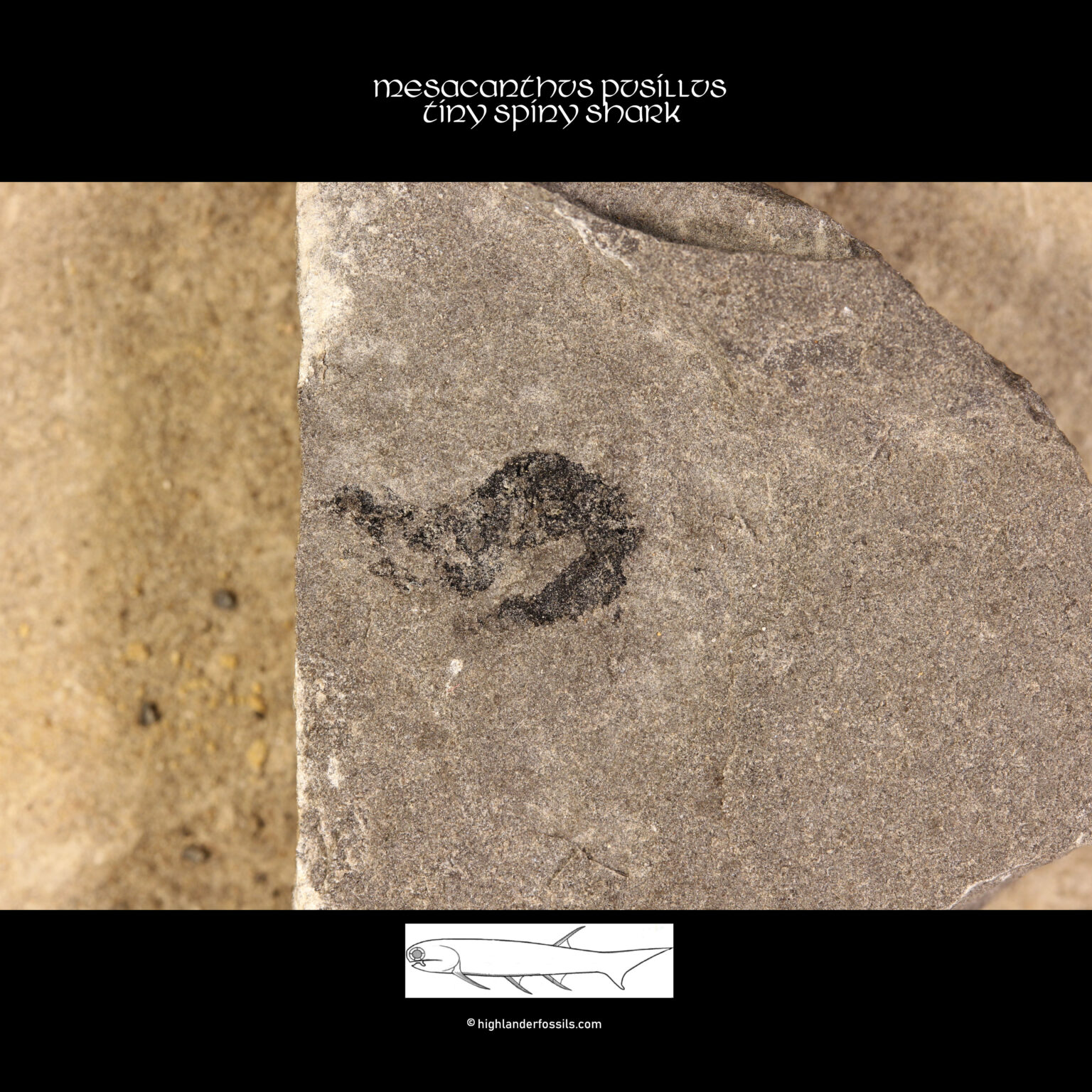 mesacanthus pusillus fossil shark acanthodian