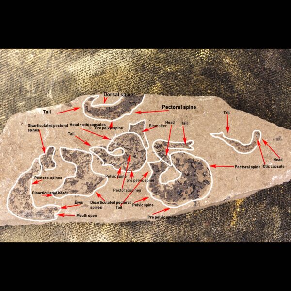 mesacanthus pusillus fossil sharks ID